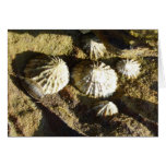 "Common Limpet" (1) Greeting Cards