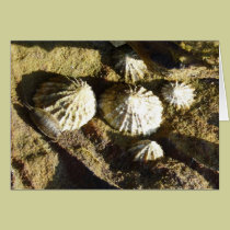 "Common Limpet" (1) cards