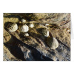 "Common Limpets" (2) Cards