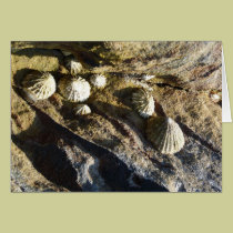 "Common Limpets" (2) cards
