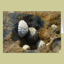 "Common Limpets" (3) cards