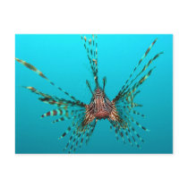 Common Lionfish Pterois Volitans Post Cards