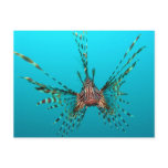 Common Lionfish Pterois Volitans postcards