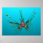 Common Lionfish Pterois Volitans posters