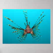 Common Lionfish Pterois Volitans Poster