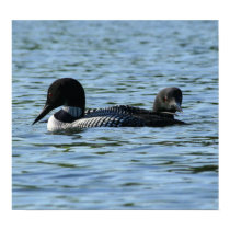 Common Loon Couple posters