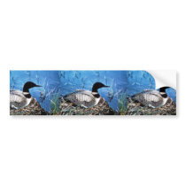 Common Loon on Nest Bumper Stickers