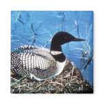Common Loon on Nest Fridge Magnets