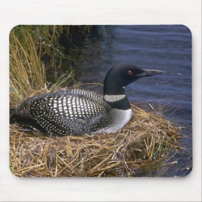 common loon nest. Common Loon on nest Mouse Pad