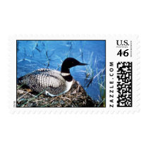 Common Loon on Nest Stamps
