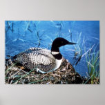 Common Loon on Nest Posters