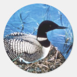 Common Loon on Nest Sticker
