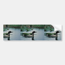 Common Loon on Water Bumper Stickers