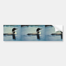 Common Loon on Water Bumper Stickers