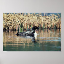 Common Loon on Water Poster