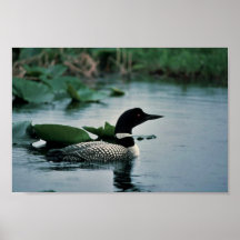 Common Loon on Water Poster