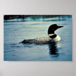 Common Loon on Water Poster