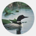 Common Loon on Water Round Sticker