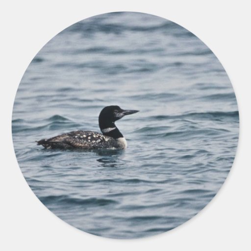 Common Loon Round Stickers