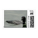 Common Loon Stamp by naturalphotos Common Loon Stamp