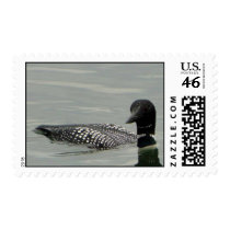 Common Loon Stamp by naturalphotos Common Loon Stamp