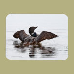 Common loon with chicks - magnet magnets