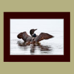 Common loon with chicks posters