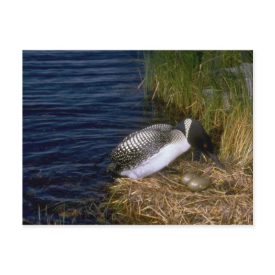 common loon nest. Common Loon with eggs