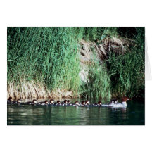 Common Merganser Brood Cards