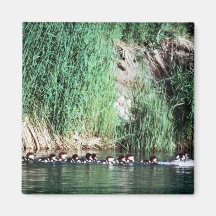 Common Merganser Brood Fridge Magnets