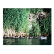 Common Merganser Brood Post Cards