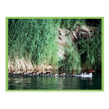 Common Merganser Brood Postcards
