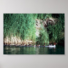 Common Merganser Brood Print