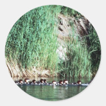 Common Merganser Brood Round Sticker