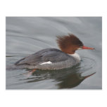 Common Merganser Postcard