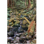 Common Minnesota rock bed stream from the Forest