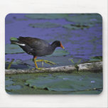 Common Moorhen at Squaw Creek National Wildlife Re Mousepads