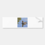 Common Moorhen Bumper Sticker