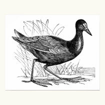Common Moorhen posters
