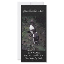 Common Murres on Hall Island Rack Card Template