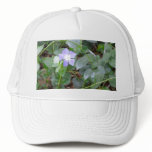 Common Periwinkle, Vinca Minor, on Roadside Mesh Hat