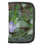 Common Periwinkle, Vinca Minor, on Roadside Organizer