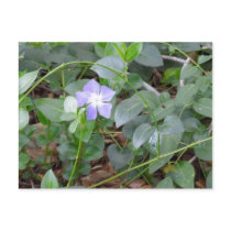 Common Periwinkle, Vinca Minor, on Roadside Post Card