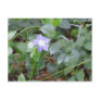 Common Periwinkle, Vinca Minor, on Roadside Post Card