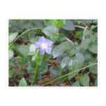 Common Periwinkle, Vinca Minor, on Roadside postcards