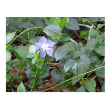 Common Periwinkle, Vinca Minor, on Roadside Post Card