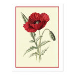 "Common Poppy" Botanical Illustration Postcards