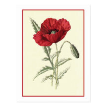 "Common Poppy" Botanical Illustration Postcards