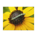 Common Pug Moth Caterpillar Coordinating Items Post Card