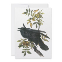 Common Raven, John audubon Announcement